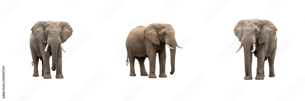 Obraz premium African Elephants with Tusks and Grey Skin Isolated on White Background PNG Clip Art for Wildlife and Nature Design Projects