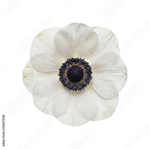 Cuadro en lienzo Elegant white anemone png Delicate anemone flower cutout Blooming white anemone