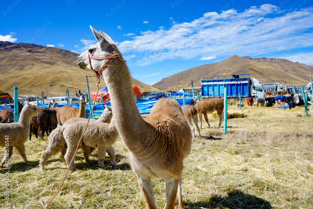 Obraz premium Llama with a red rope in the foreground at a high Andean livestock fair with trucks and pens behind
