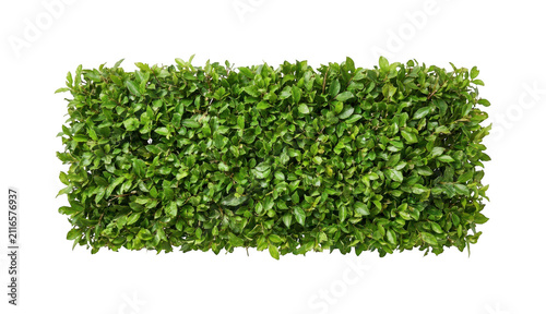 Lush green hedge png Trimmed garden bush png Rectangular boxwood hedge cutout Dense foliage hedge png Manicured landscape bush cutout isolated transparent background image