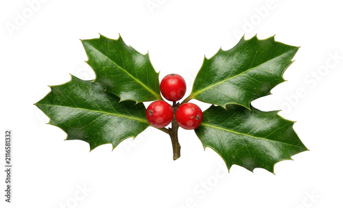 Vibrant holly png festive holly cutout christmas holly branch glossy holly sprig green holly png red berry holly cutout spiky holly branch isolated transparent background image