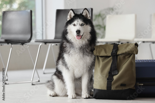 Siberian husky dog with het...