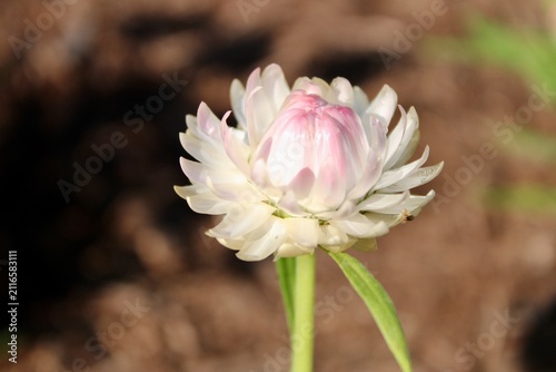 Blooming pink and white flower
