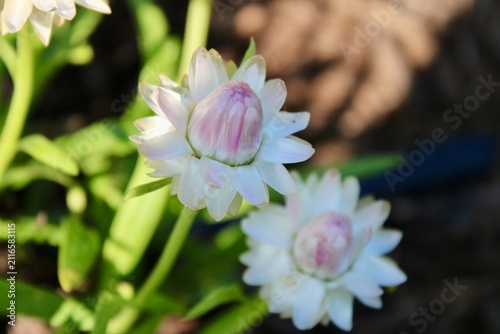 Pink and white flower  in the garden 