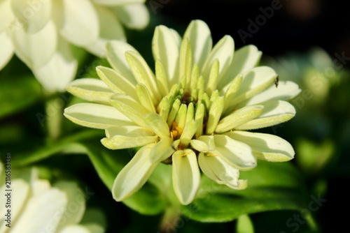 Close up of a dahlia flower 