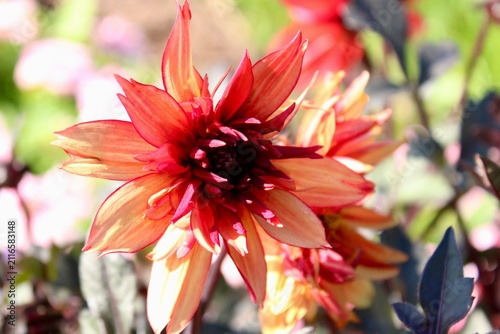 Blooming dahlia flower 