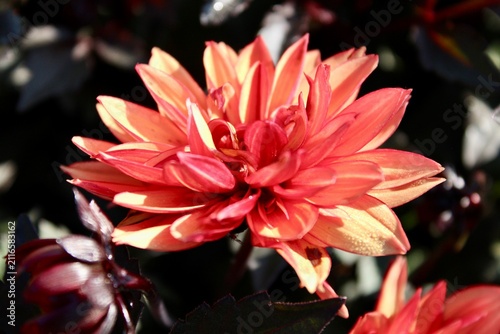 Red and orange Dahlia flower up close 