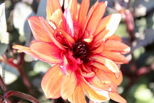 A red dahlia flower closeup 