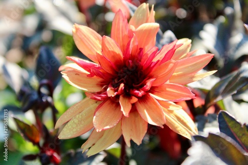 Orange and red Dahlia bloom 