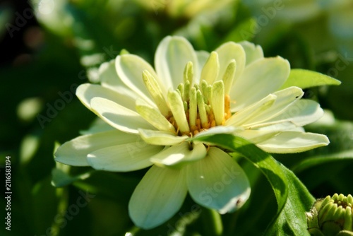 A white dahlia in the garden 