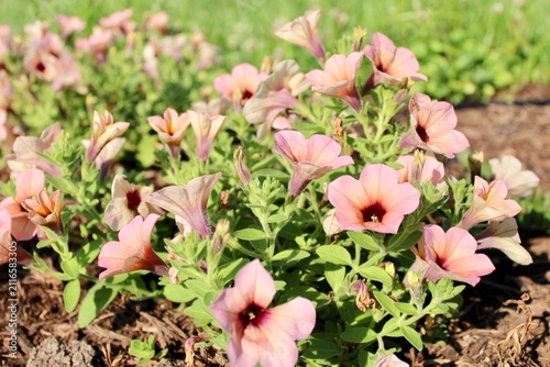 Pink Petunias in the garden 