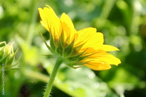 Sunflower from behind 