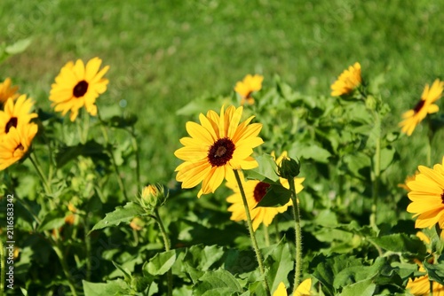 Sunflowers in a garden 