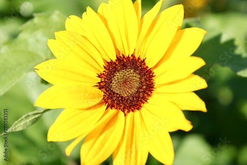 sunflower in the garden