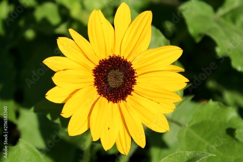 Close up of a yellow sunflower 