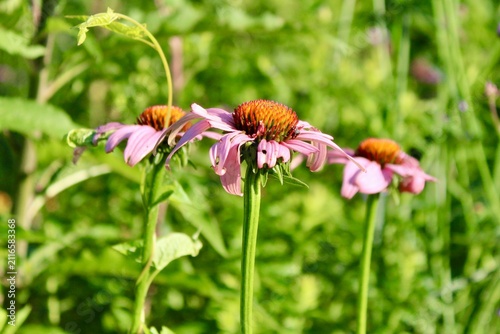 Pink Coneflowers in a Garden 