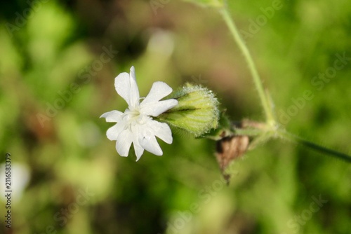 Tiny white flower 