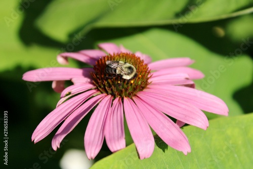 bee on pink flower