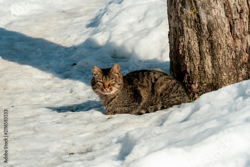 Photography Cat rests by a tree on snow-covered ground in a winter scene with bright sunligh