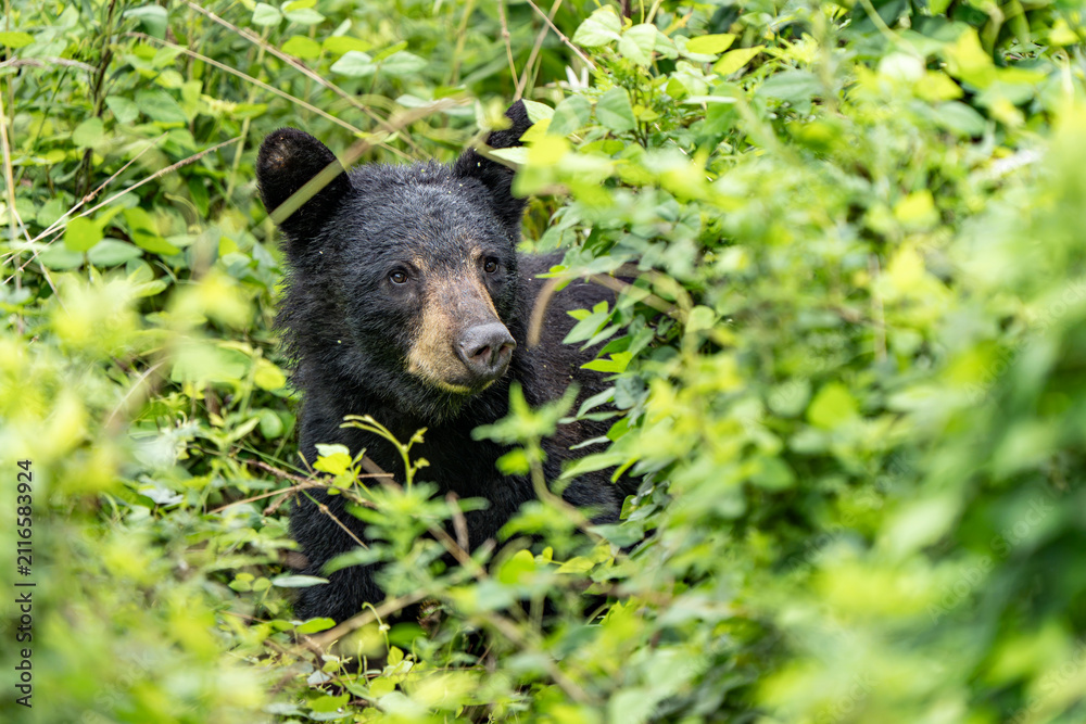 Naklejka premium bear in the woods