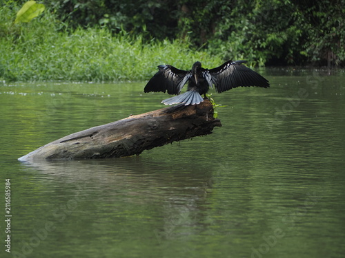 фотографія Anhinga perched on a branch in Tortuguero National Park, Costa Rica