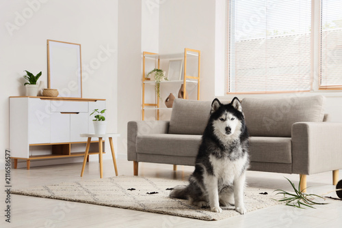 Cute Husky dog with muddy p...