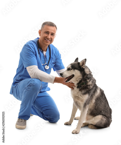 Male veterinarian with cute husky dog on white background