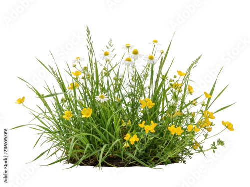 Wildflowers and tall meadow grasses with wildflowers, botanical, blooming isolated on transparent background