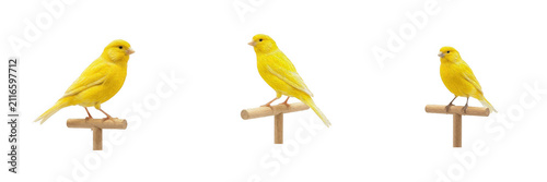 Cute Yellow Canary Bird Perched on Wood Branch PNG Image Set, Vibrant Singing Pet Bird Clipart, Domestic Avian Graphic, Beautiful Songbird Transparent Stock Design Asset for Stock Platforms