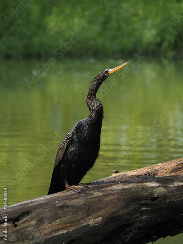 фотографія Anhinga bird in the tropical wetlands of Tortuguero National Park