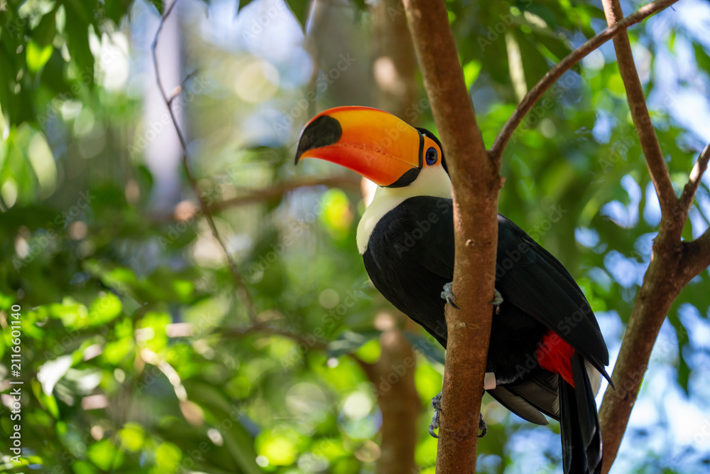 Fototapeta premium Vibrant Toco toucan with large orange beak perched on a tree branch amidst lush green foliage in tropical rainforest setting