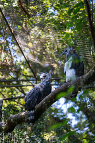 Принти на полотні A pair of majestic harpy eagles perched on a tree branch inside a sanctuary avia
