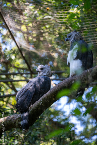 Принти на полотні Two majestic harpy eagles perched together on a thick tree branch in a natural g