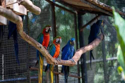 Foto Colorful Macaws and Hyacinth Macaws Perched on Wooden Branch Inside Aviary Enclo