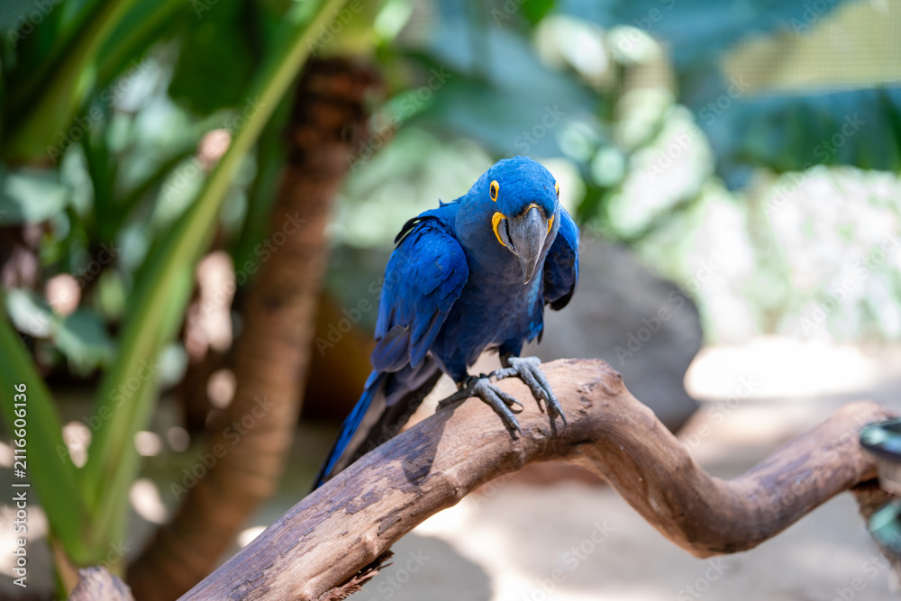 Obraz premium A stunning hyacinth macaw bird with vibrant blue plumage perches gracefully on a wooden branch in a lush tropical environment