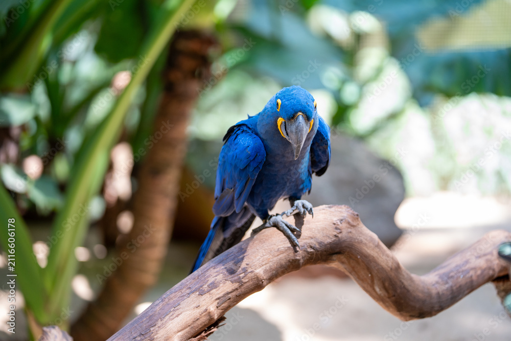 Obraz premium A striking blue hyacinth macaw perched on a wooden branch in a lush tropical jungle environment