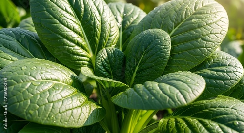 Fresh bok choy growing in a garden. Organic green pak choi leaves in a sunny farm field.