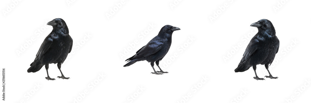 Fototapeta premium Black Crows And Ravens Perched Isolated On White Background Set, Wild Intelligent Birds And Wildlife Conservation, Smart Avian Species PNG Elements For Commercial Design And Marketing