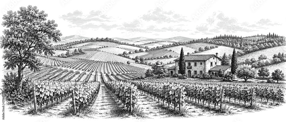 Fototapeta premium Wide agricultural panorama with vineyard rows, farmhouse, distant forest, and rolling terrain, agriculture, panorama, vineyard,
