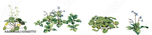 Foto Set of Saxifraga stolonifera and Corallodiscus lanuginosus frontal isolated png