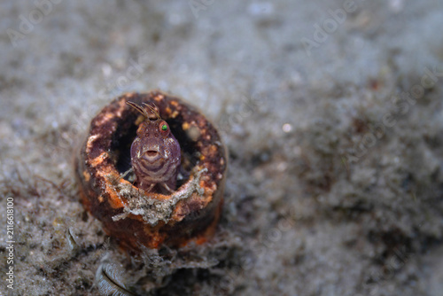Blenny at Blue Heron Bridge, Florida