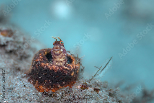 Blenny at Blue Heron Bridge, Florida