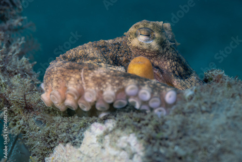 Octopus at Blue Heron Bridge, Florida
