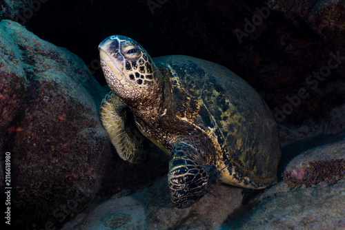 Green sea turtle
