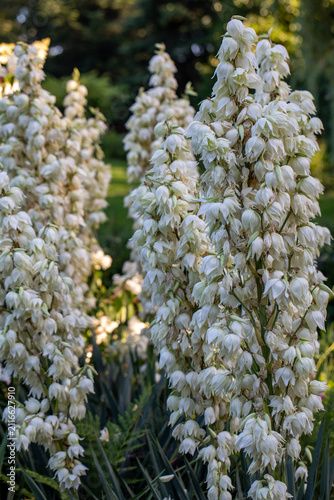 Blooming Yucca filamentosa in the form of a panicle with white flowers in a garden