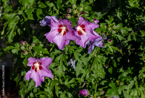 Konstfotografi Beautiful pink flowers of Hibiscus syriacus in garden