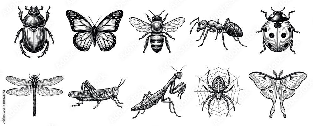 Fototapeta premium Insect icons set. Nature and entomology concept. Includes beetle, butterfly, bee, ant, ladybug, dragonfly, grasshopper, praying mantis, spider, moth. Engraving style
