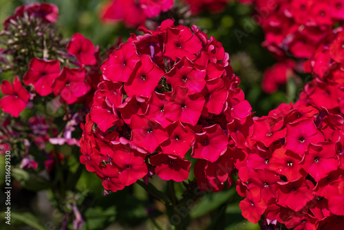 Quadro su tela Flowering branch of red phlox in the garden