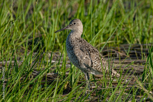 Willet (Tringa semipalmata)