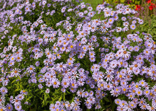 Alpine Aster violet or Aster alpinus. Decorative garden plants with purple flowers, blooming profusely into summer.